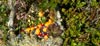 Beeren