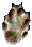 Wieselspur