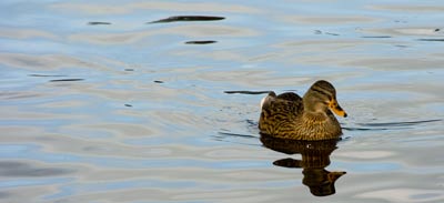 Foto Ente
