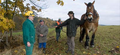 Foto Hohl Pferd