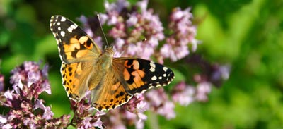 Foto Schmetterling
